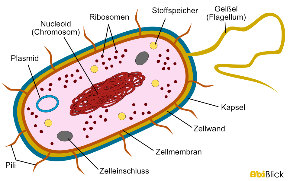 Der Aufbau einer Bakterienzelle mit allen Zellorganellen, beschriftet